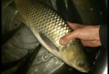 荒废河流中钓鲫鱼，自制饵料效果显著，最终渔获真给力