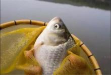 老钓友私藏的自制饵料配方，避小鱼攻鲫鱼，爱钓鱼你的别错过