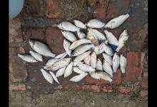 春季气温升高杂鱼闹窝，试试这东西，2块1斤专攻大鲫鱼，别错过