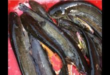 解析夏季野钓鲶鱼的4大技巧