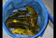 黄颡鱼“大爆发”，别人一晚10来斤，你钓一两条，这些地方有问题