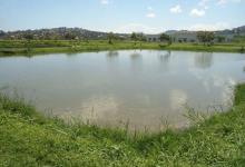 干涸两三年的池塘，抽水后三个月便鱼虾成群，里面的鱼从哪来的？