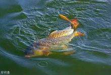 春季各时节钓鲤鱼，如何根据鱼情选钓位？