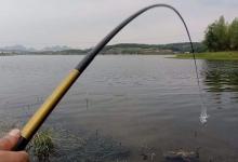 广州一男子钓上细鳞鱼，担心“牢底坐穿”给放了，网友：少见多怪