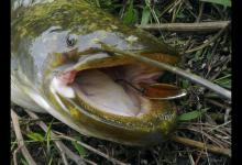 水库路亚钓获“米级”鲶鱼，这是多少钓鱼人在追逐的“梦想”？