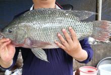 云南钓友钓上“罕见”罗非鱼，网友：野生罗非鱼能长这么大？