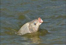 春钓野生鲤鱼，不妨试试这样配置饵料，简单又有效，别错过