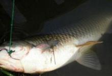 怎么钓草鱼？准备失手绳很重要