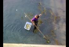 电鱼被严格禁止后，有人发现了新目标，一天电100多斤能值上千元