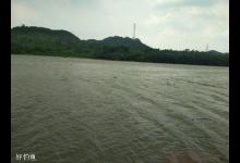 三连招，野钓连杆上草鱼，解析春季野钓草鱼三大技巧