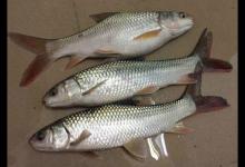 刚踏上钓鱼这条路，便钓了3条鲮鱼，你第一次钓鱼钓到的是什么鱼