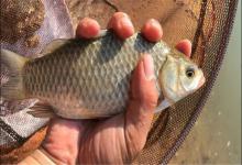 冬钓鲫鱼饵料怎么选？老钓友：并非越浓越好，3个原则值得遵循