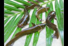 秋季雨后正好钓黄颡鱼，可我钓的是黄颡鱼吗，怎么还长鱼鳞了？