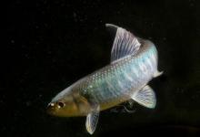 究竟是马口鱼还是宽鳍鱲？两种鱼体型很像，连钓法都一样