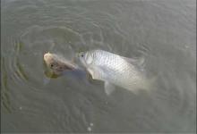 钓鱼不打窝，钓到也不多，打窝这么久，打窝的好处你明白了吗