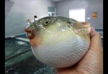 这些鱼很危险，钓到了最好放生，爱钓鱼的你要注意