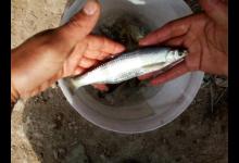 水库钓鱼遇白条闹窝，被动挨打不如主动出击，一招让白条清场