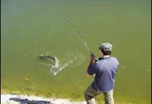 野钓草鱼的几种有效方法