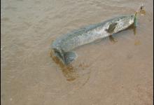 北方钓黑鱼的攻略