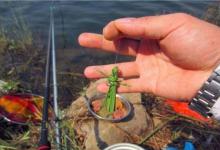 夏季户外钓草鱼，早中晚各不同，把握习性才能连杆爆护