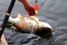 用这3大战术钓鲢鳙，线组钓位窝饵调整