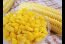 玉米是鲤鱼的最爱，不妨在家自制玉米浆糊，夏季钓鲤鱼全靠它！