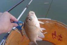 钓鲫鱼，选子线的三个特点