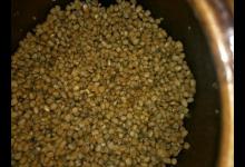 钓友自制小麦饵去钓鱼，想钓鲫鱼却总上鲤鱼，用鲫鱼换鲤鱼亏不亏