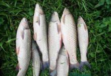 夏季手竿钓草鱼攻略，就要这样钓