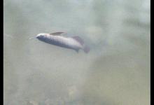 别总说我们钓鱼费钱，钓到这种鱼记得带回家，红色的很值钱