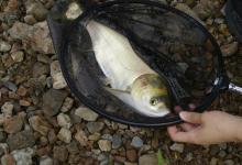 入秋后钓鲢鳙的一些经验总结，非常实用