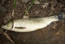 夏季高温钓草鱼，西瓜皮中加两物，诱钓结合让草鱼乖乖咬钩