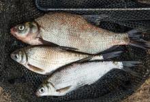 正值钓鳊鱼金期，这些技巧须知道，建议收藏一波