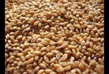 小麦在农村很常见，只需这样简单制作，大小鱼可“通杀”