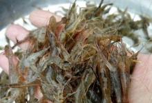 河边捞了半斤河虾，在水库钓了18条翘嘴鱼，这买卖划算不？