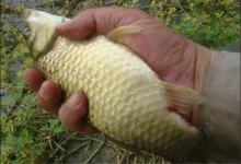 这东西1元1斤，简单处理效果绝佳，草鲤鲫鱼都能钓，老钓友经常用