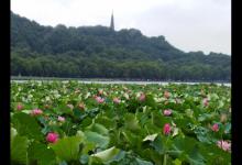 夏季为什么大鲫鱼难钓？高手分析几点原因