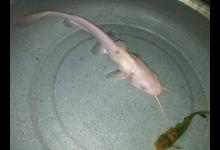 夏季夜钓收获大号黄颡鱼，不过颜色有些不对劲，求鉴定！