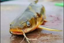 夏季垂钓黄颡鱼要熟悉的几个技巧