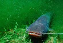 钓鲶鱼的5个实用技巧，在这黄金时间学来爆护