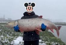 江苏一男子钓上罕见鳡鱼，1米多长重108斤，网友：比我女朋友还重