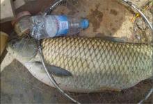 资深钓友大胆尝试，用水果来钓鱼，效果绝佳，爱钓鱼的你别错过