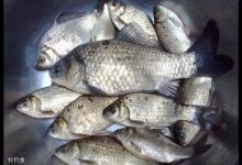 早春钓鲫鱼，深入浅出的三个分析