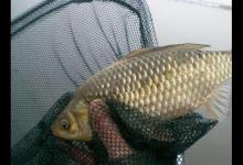 寒冬正是鲫鱼肥美时，这些细节技巧请收下，掌握好了钓鲫鱼不再难