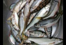 别人喜欢钓大鱼，可我却喜欢钓小鱼，看看我钓的这些鱼，你认识吗