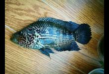 三亚河里钓了条大花鱼，有人说是罗非鱼，你们见过这样的罗非鱼吗