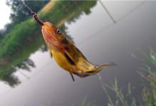 黄颡鱼的习性和夏季常用钓法