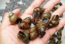 用田螺钓青鱼，必须要知道的几个常识