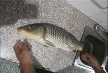 这几种类型的老婆，如果有得选，爱钓鱼的你，会选择哪一种呢？