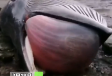 辽宁一沙滩发现鲸鱼搁浅，已剧烈膨胀，网友：当心“鲸爆”